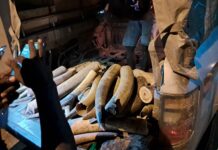 Trafic d’ivoire : démantèlement d’un vaste réseau au Gabon