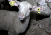 Infractions dans les abattoirs : L’État de nouveau condamné