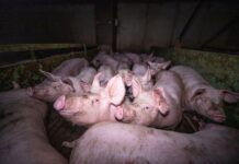 Coupe des queues de cochons : un élevage breton condamné
