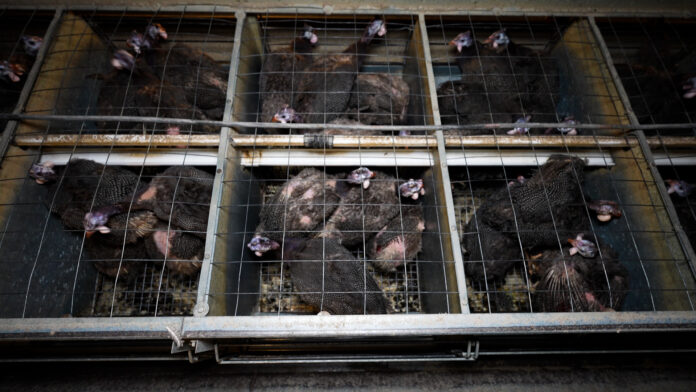 En France, la souffrance méconnue des pintades en cage