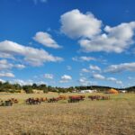 signal-2023-08-12-171507_020