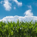 corn-field-440338_1280