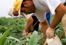 Marinaleda, l’utopie anticapitaliste devenue réalité