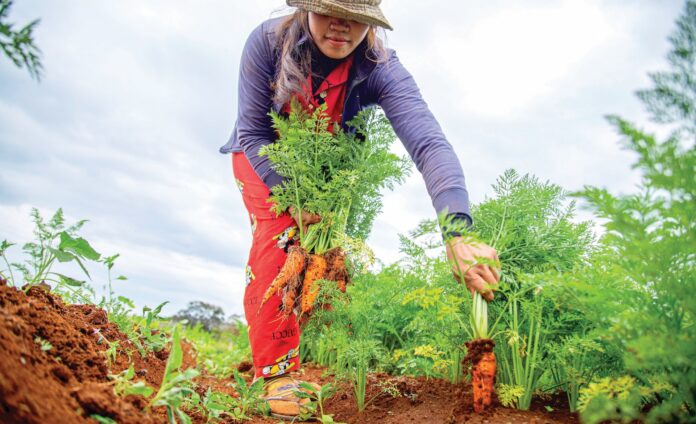 Régime végétal : jusqu’à 75% d’émissions en moins qu’une alimentation carnée