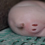 coupe-queue-castration-porcelet