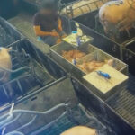 elevage-intensif-castration-a-vif-porcelet