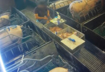 Porcelets tués par claquage au sol : L214 révèle des images graves