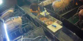 Porcelets tués par claquage au sol : L214 révèle des images graves