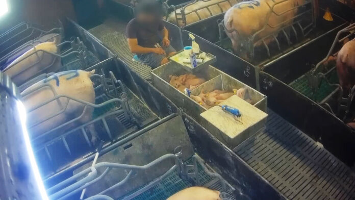 Porcelets tués par claquage au sol : L214 révèle des images graves