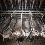 elevage-truies-insemination-corbeil-ConvertImage-ConvertImage