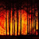 forest-fire-3836834_1280