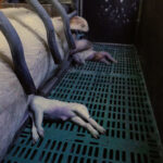 porcelet-etouffe-mere-elevage-cochons-marne