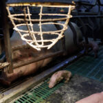 truie-maternite-tristesse