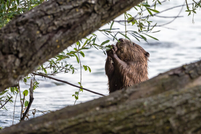 Rongeur-ingénieur, le castor bâtit des écosystèmes entiers