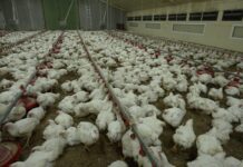 Poulets génétiquement modifiés chez le Gaulois : une enquête choc de L124