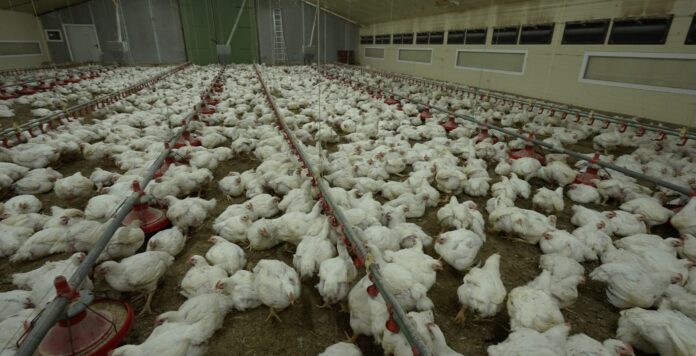 Poulets génétiquement modifiés chez le Gaulois : une enquête choc de L124