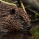 Castor_fiber_vistulanus
