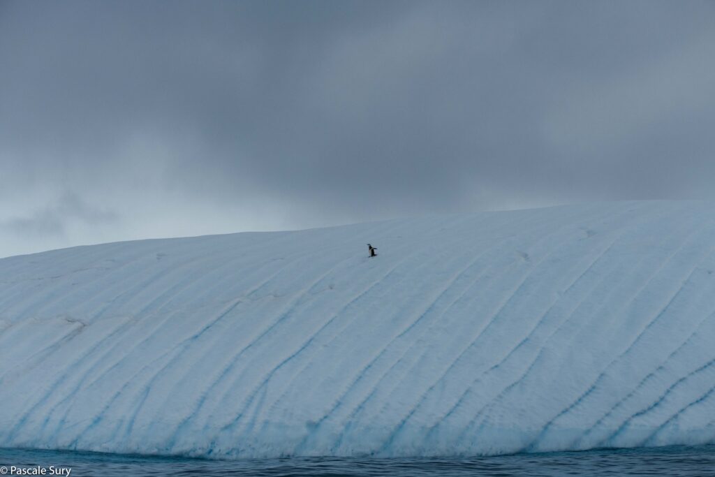 Si la glace de l'Antarctique venait à fondre, le niveau des mers augmenterait de 60 mètres. Photographie: Pascale Sury