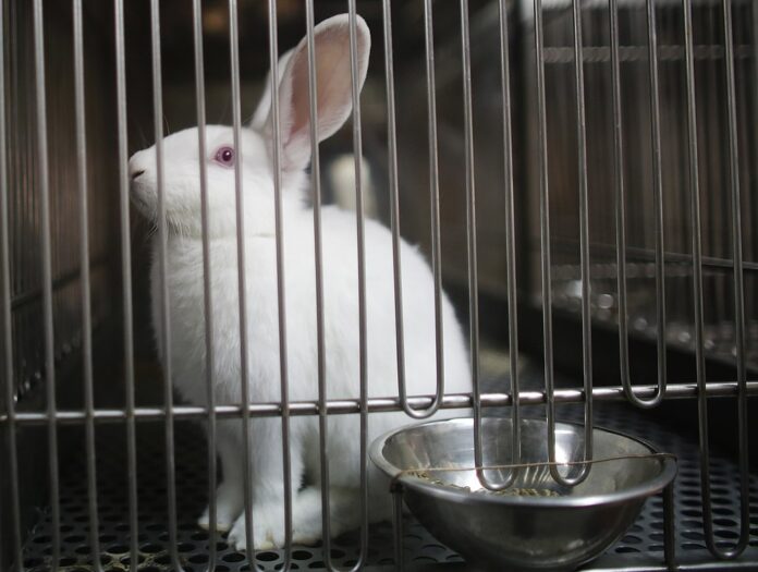Expérimentation animale : une philosophe s’insurge