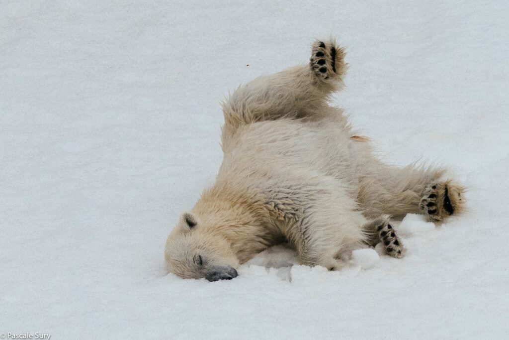 Les ours polaires sont encore très présents sur l'archipel du Svalbard. Photographie: Pascale Sury
