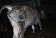 Urgence dans un élevage laitier fournissant les crêpes Whaou!