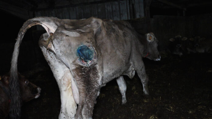 Urgence dans un élevage laitier fournissant les crêpes Whaou!
