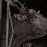 vache-blessure-elevage-whaou