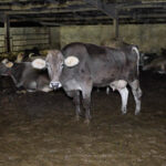 vache-lait-elevage-whaou