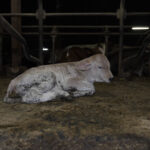 veau-elevage-lait-whaou