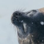 Weddell seal