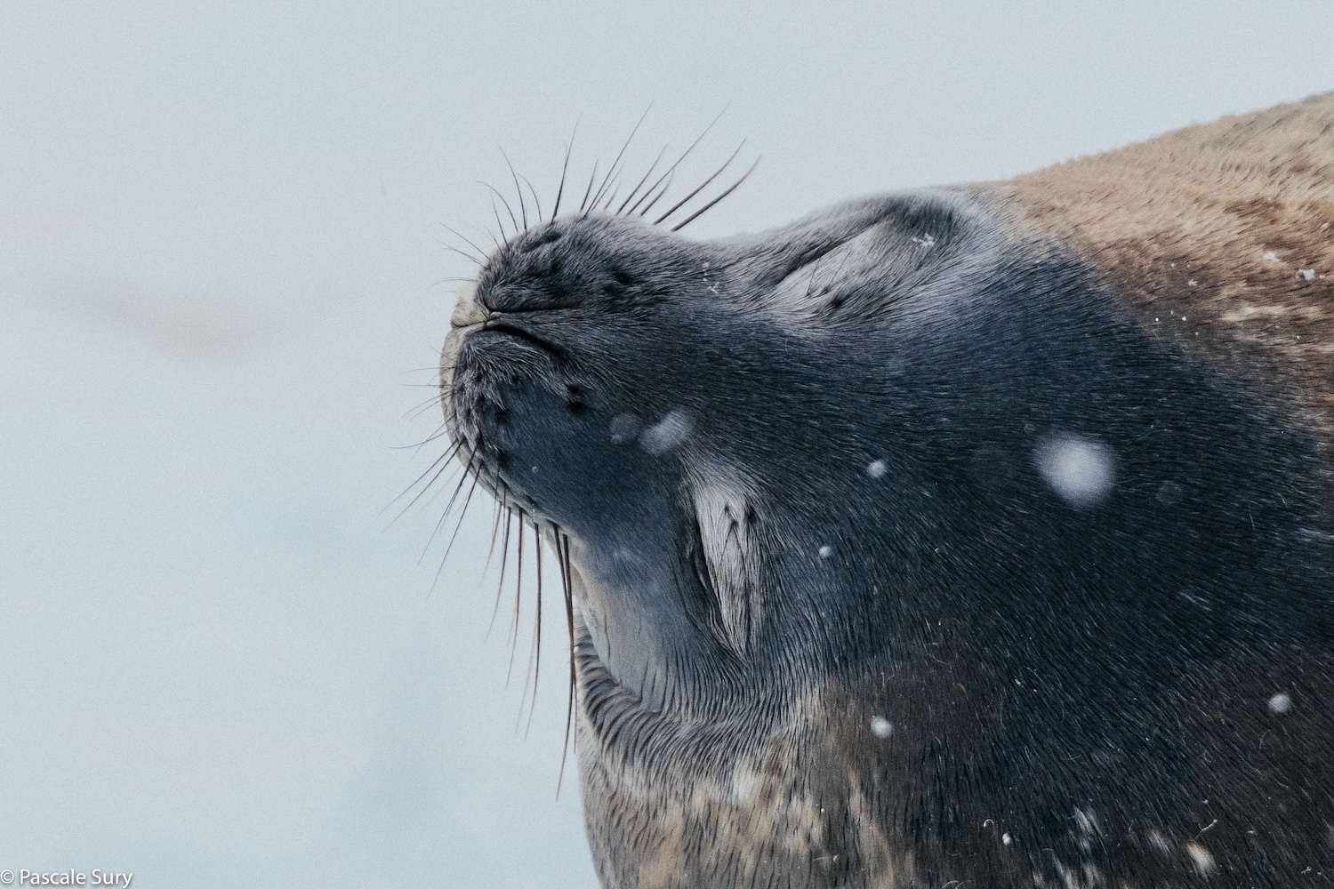 Weddell Seal Mr Mondialisation   Weddell Seal 