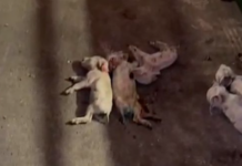 Élevage de truies dans les Landes : deux employés racontent un cauchemar