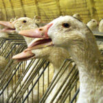 foie-gras-cages-individuelles-06
