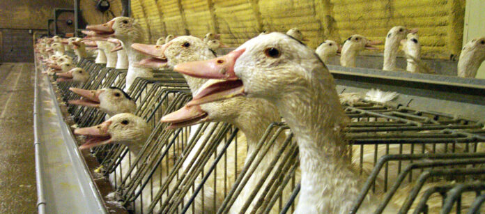 Cruel et cher : le foie gras moins populaire pour les fêtes