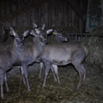 la-ferme-des-cerfs-courbeville-daguets