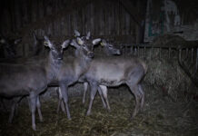 Abattage de cerfs pour Noël : l’enquête de l’horreur
