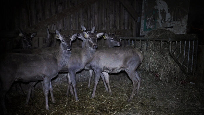 Abattage de cerfs pour Noël : l’enquête de l’horreur
