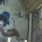 la-ferme-des-cerfs-courbeville-daguets-affalage-sortie-box