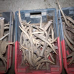 la-ferme-des-cerfs-courbeville-daguets.cornes-sciees