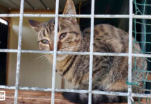 Animaux tués à la chaîne : les dessous des fourrières françaises