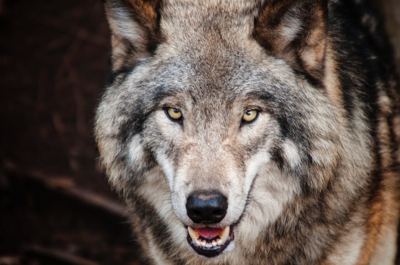 Le loup, animal sauvage controversé