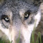 wolf-1284276_640