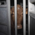 abattoir-craon-bouverie