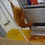 abattoir-craon-bovin-chaine-abattage-redresse-tête