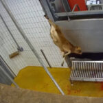 abattoir-craon-chaine-abattage-veau-conscient