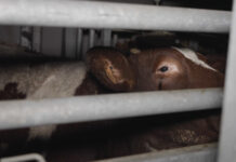 Cruauté à l’abattoir de Craon : des animaux découpés vivants