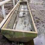 elevage-bovin-insalubre-eau-croupie