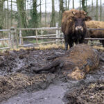 elevage-bovins-cadavre-meillac