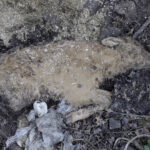 elevage-bovins-meillac-cadavre-veau