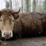 elevage-bovins-vache-detresse-meillac